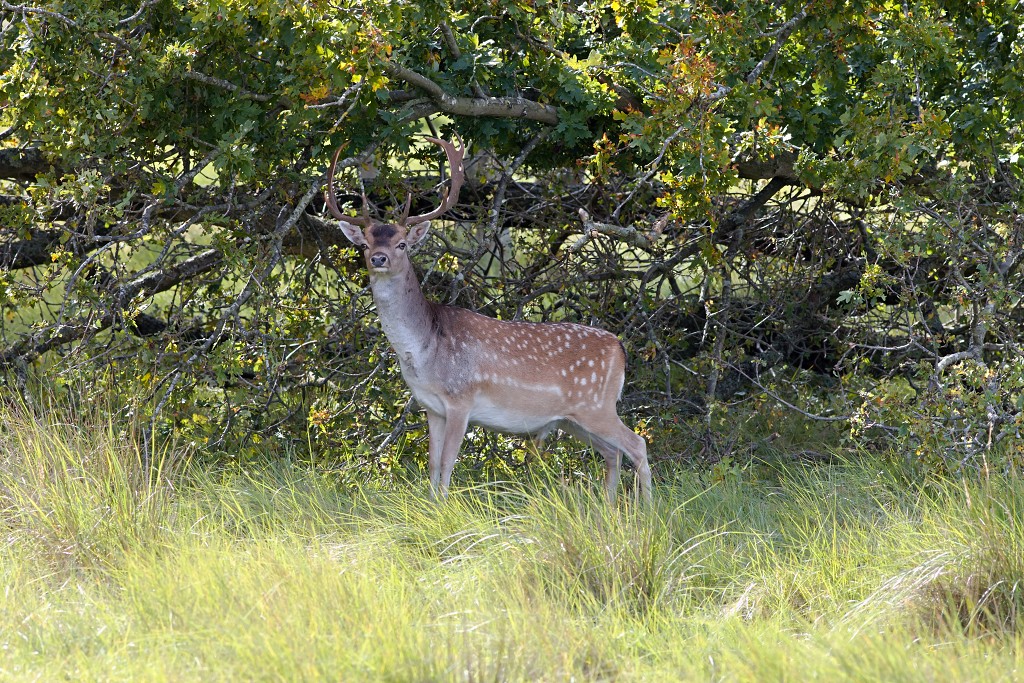 zoogdieren hdr natuur huisdieren zoogdier huisdier mammalia natuurmonumenten staatsbosbeheer zoo dierentuin